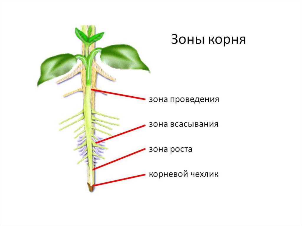 Листья корешок и верхушка побега это