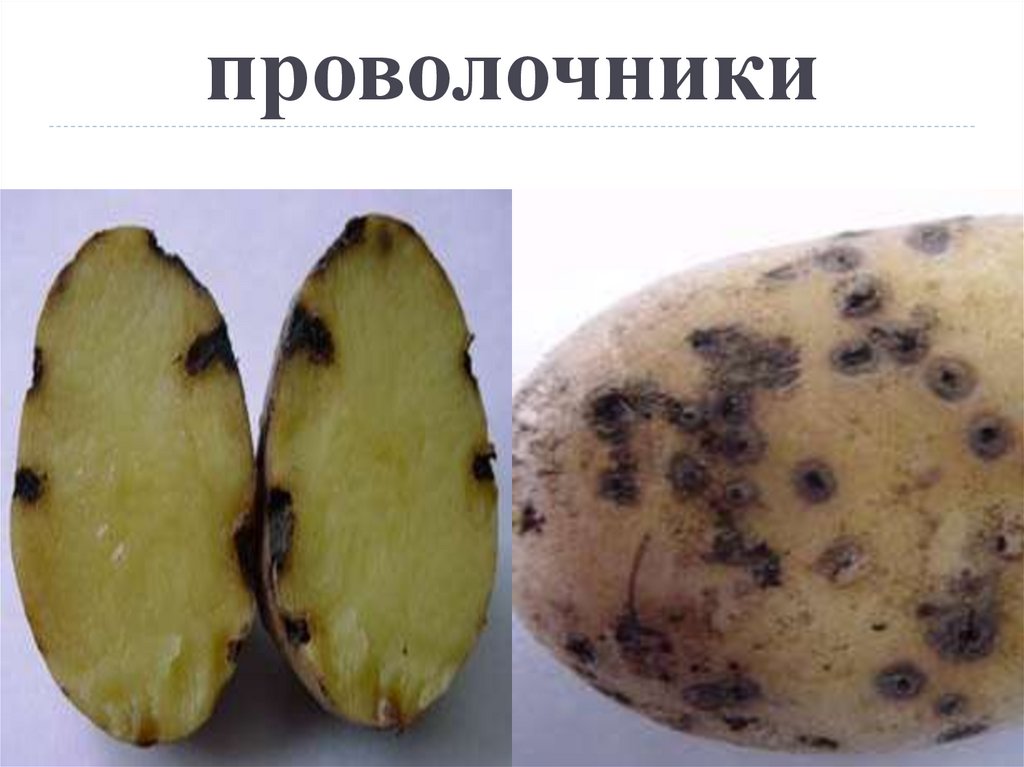 Почему картошка горчит