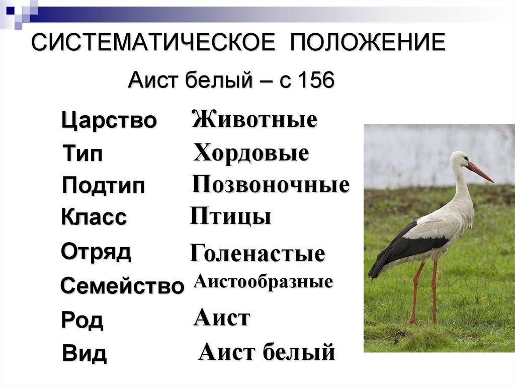 5 систематических положений животных. 5 систематических положений животных