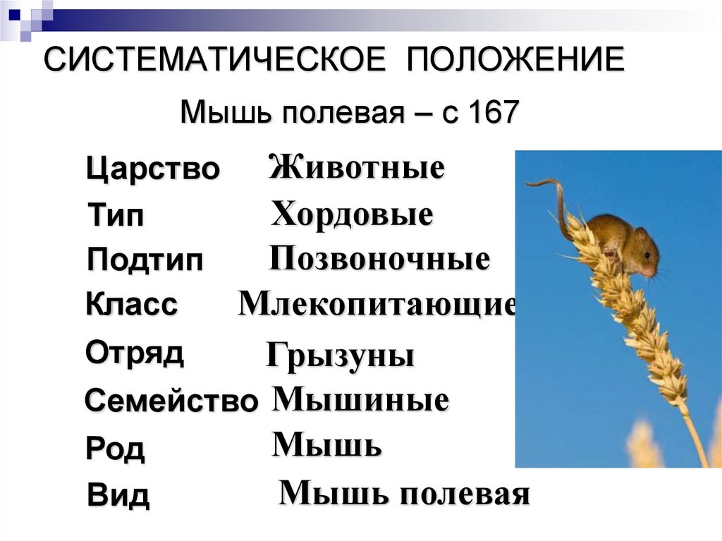 Систематическое положение животных. Систематическое положение вида. Систематическое положение ели. Систематическое положение собаки. Систематическое положение майского жука Империя.