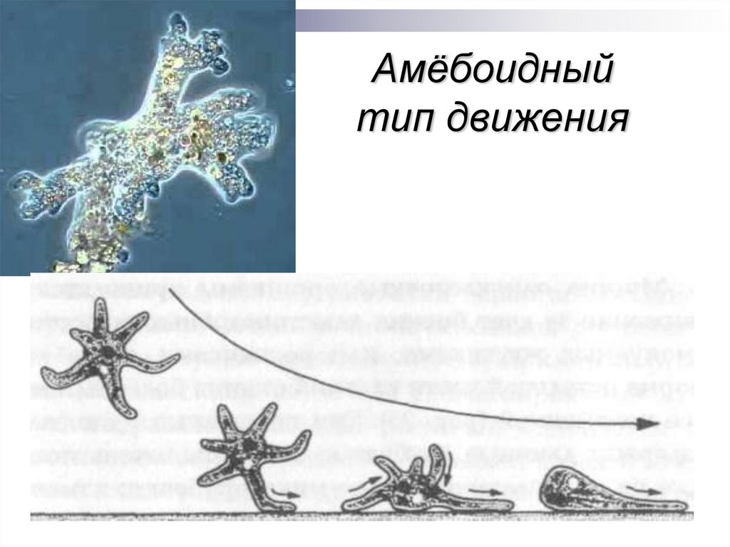 Амебоидное движение