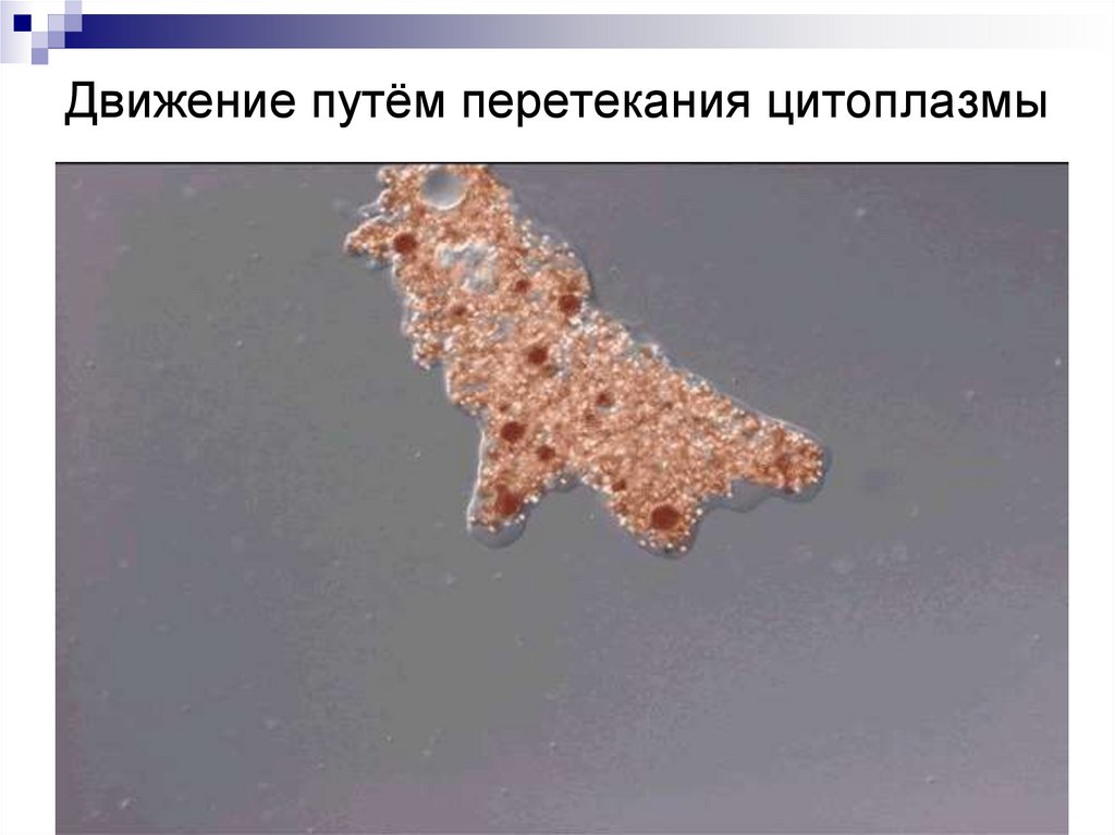 Движение путём перетекания цитоплазмы