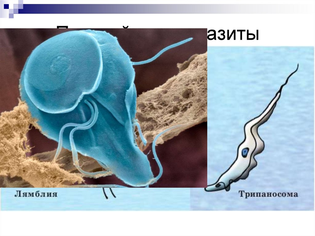 Простейшие-паразиты