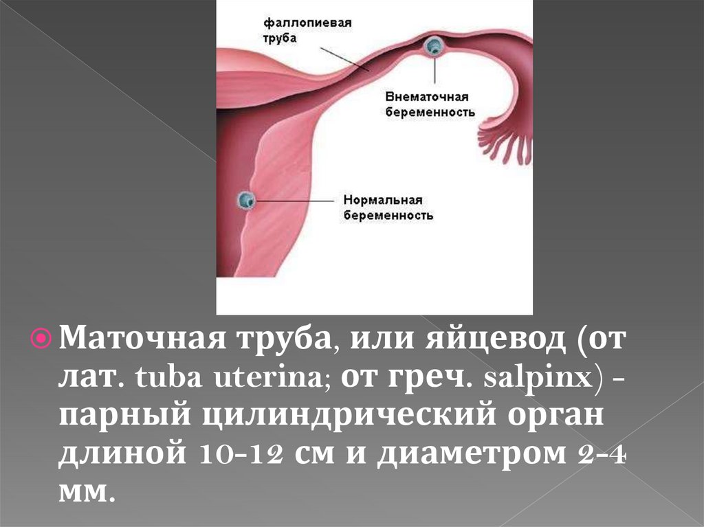 Женская половая труба. Части маточные трубы части. Фаллопиевы трубы строение и функции. Части маточной трубы анатомия. Маточные фаллопиевы трубы.