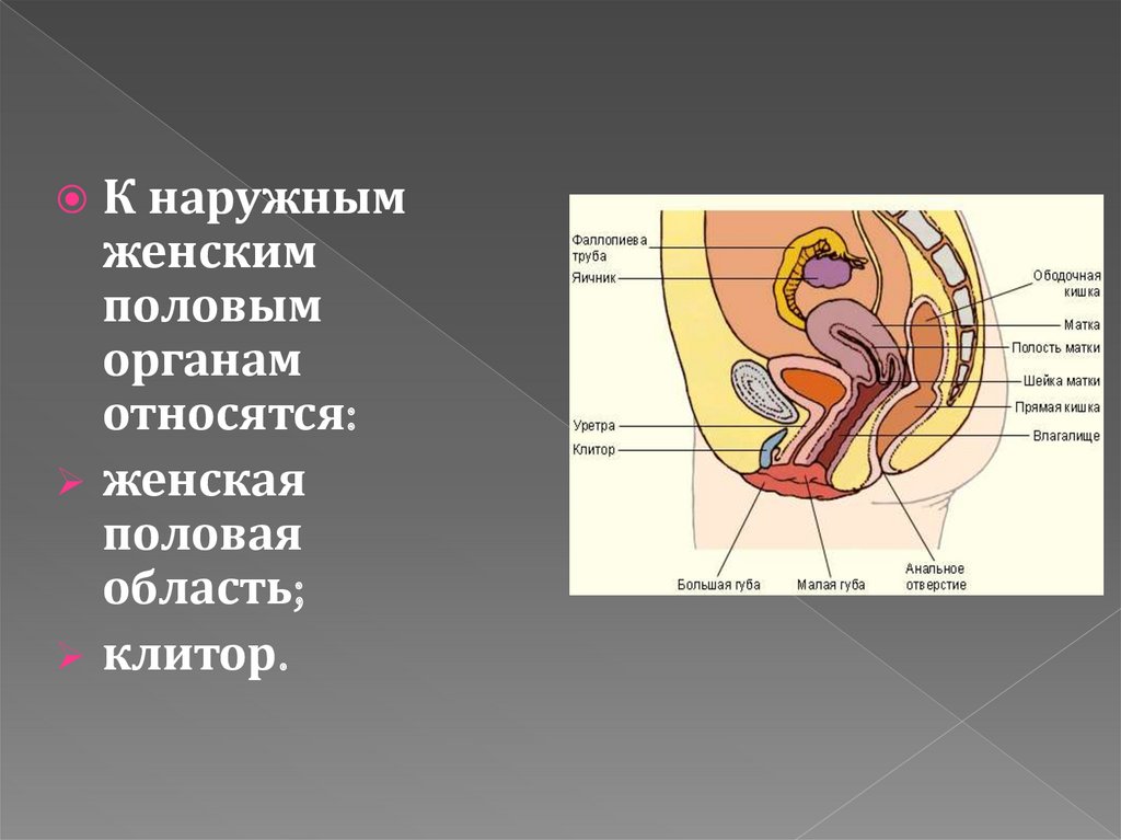 Женская половая система кратко. Наружные женские половые органы. Женские половые органы снаружи. Наружные женские половые органы строение. Строение наружных половых органов женщины.