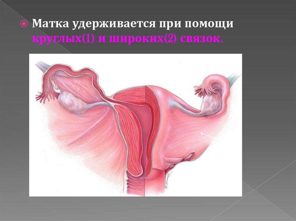 Женская половая труба. Здоровые женские половые. Здоровые женские половые органы. Здоровая женская половая система. Как выглядят Здоровые женские половые.