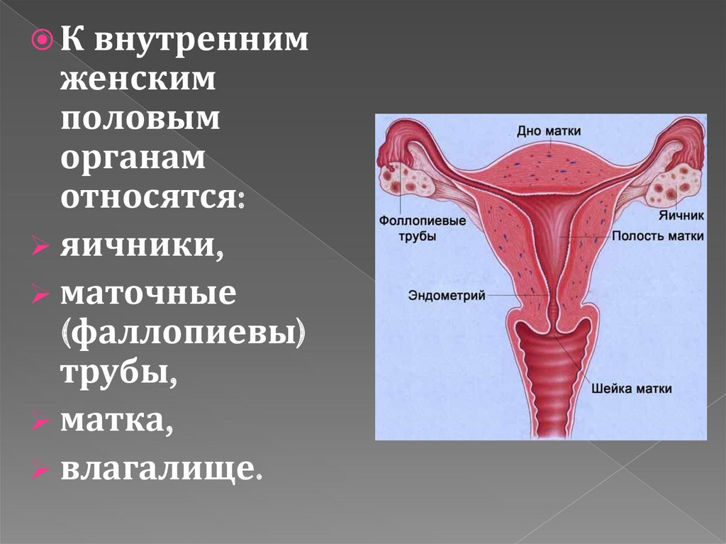 Женская внутренняя половая система. К внутренним половым органам женщины относятся. К внутренним женским органам относится. Женский половой орган. Строение женской половой.