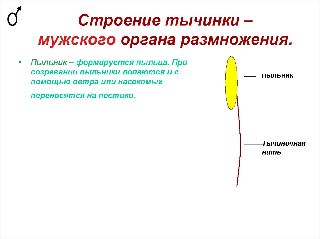 Тычинка состоит из