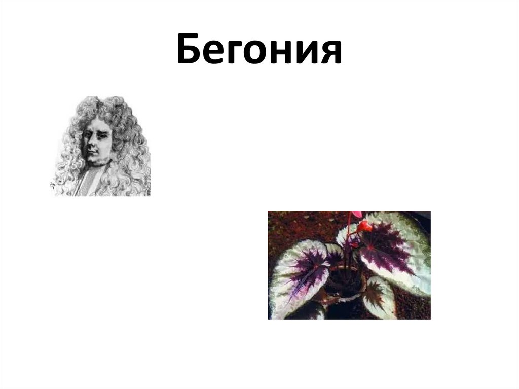 Бегония