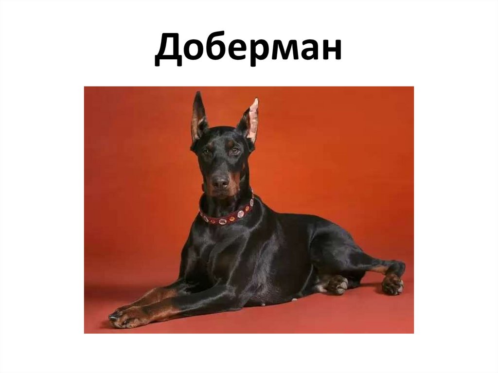 Доберман