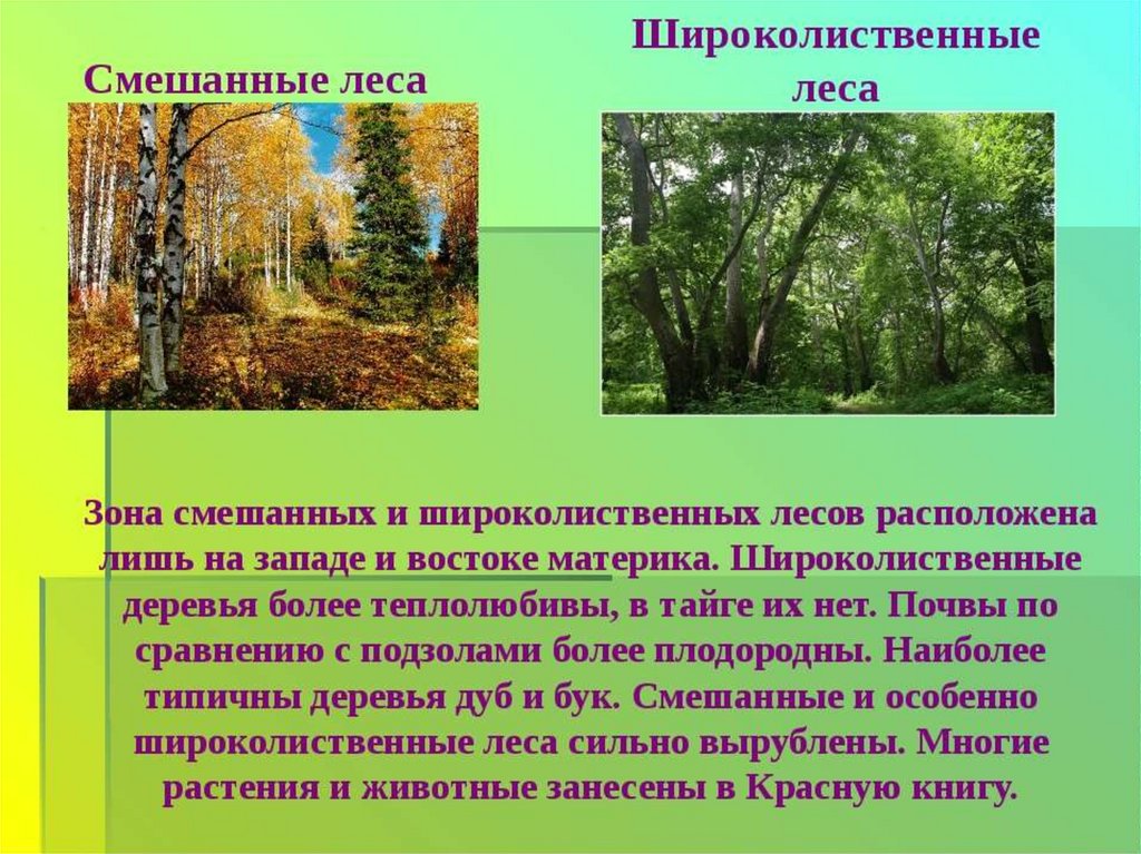 Различие леса. Природная зона широколиственных лесов 4 класс. Смешанные леса и широколиственные леса России. Зона лесов смешанные широколиственные. Природная зона широколиственные леса климат.