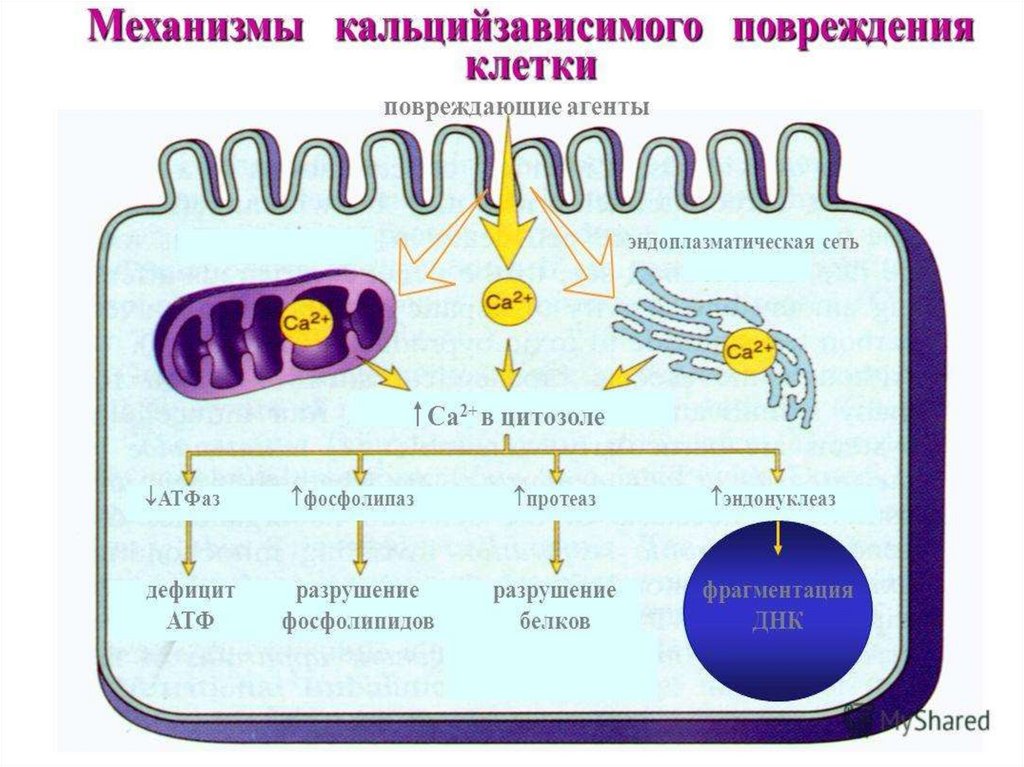 Митохондрии клеточная стенка. Патофизиология клетки. Схема патогенеза повреждения клетки. Реакции в митохондриях. Повреждение митохондрий патофизиология.