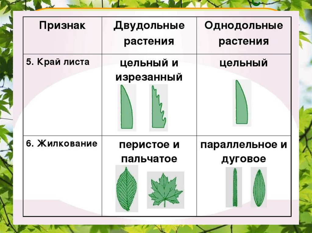 Тип жилкования параллельное. Жилкование листьев у однодольных растений. Жилкование листьев у однодольных. Жилкование листовых пластинок у однодольных и двудольных. Лист однодольного растения.