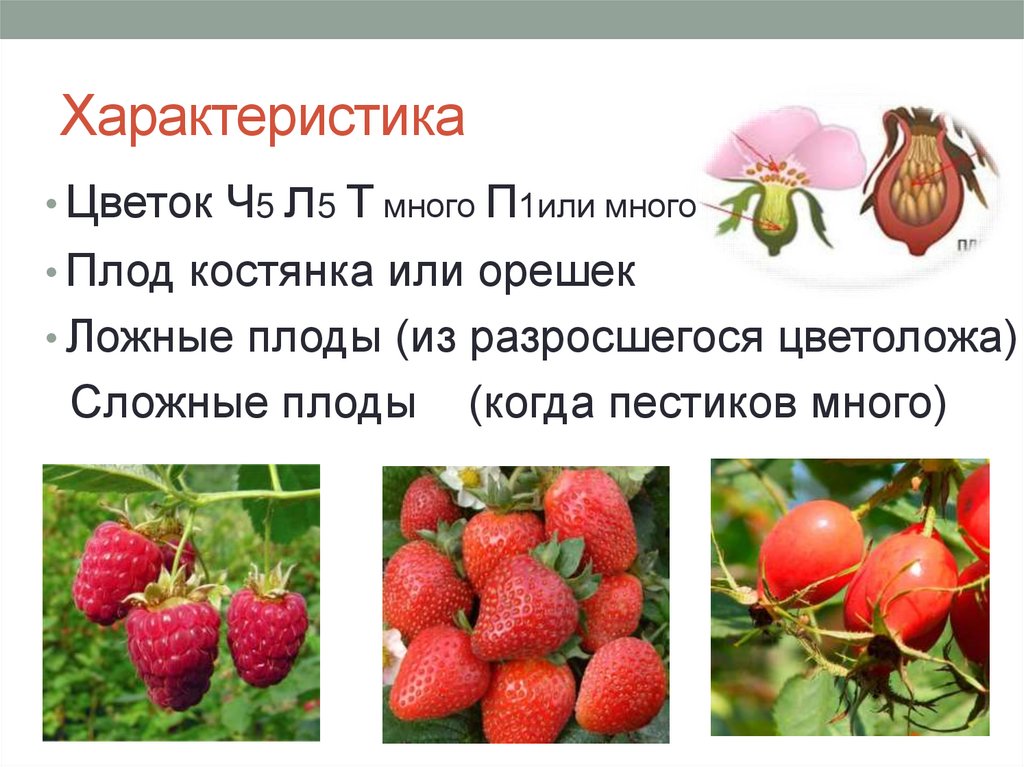 Характеристика