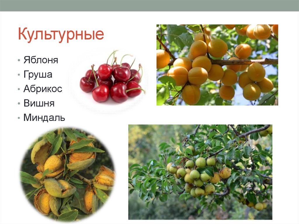 Культурные