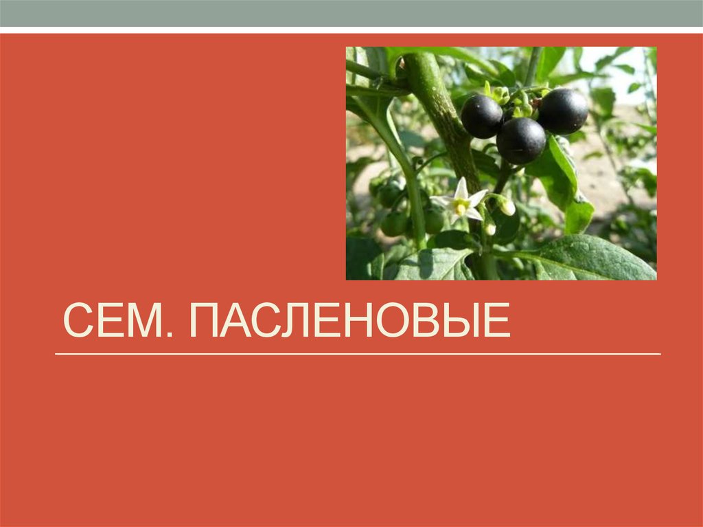 Плод пасленовых. Плод ягода или коробочка. Имеют плоды ягоды или коробочки семейства пасленовых или бобовых. Плоды и ягоды презентации.