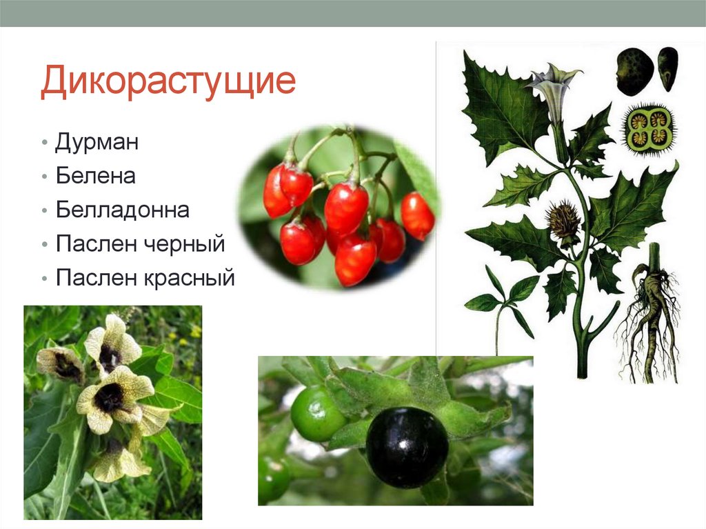 Дикорастущие