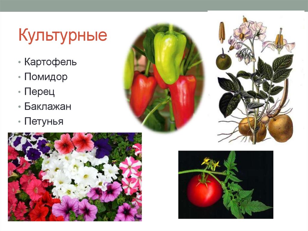 Культурные