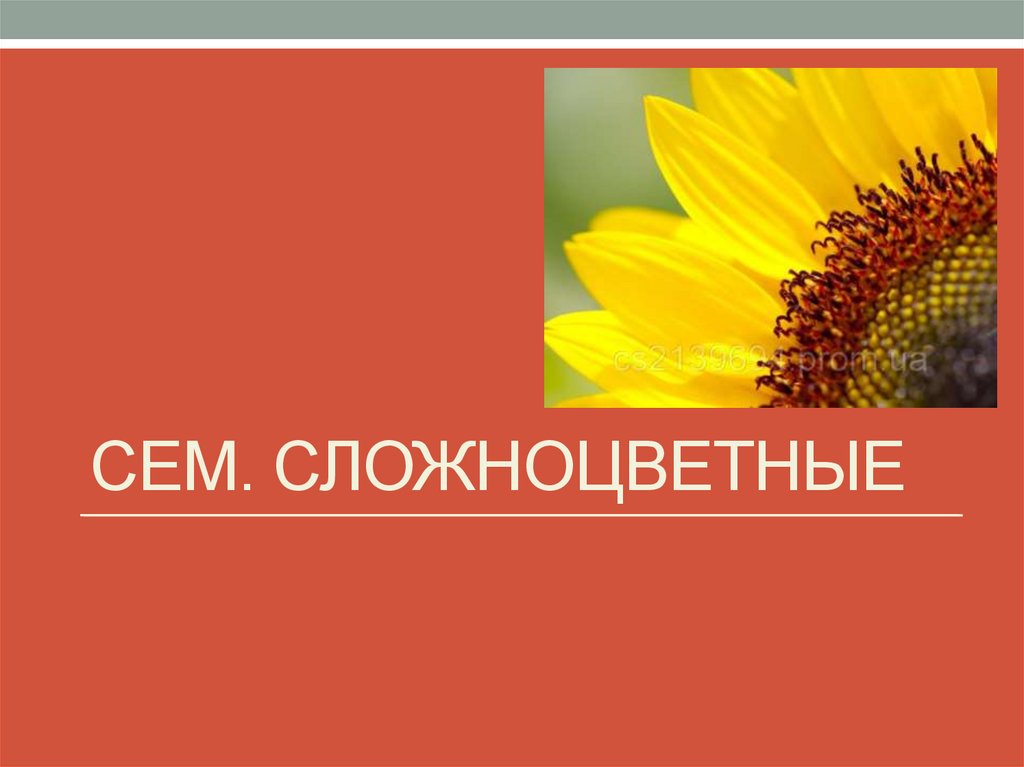 Сем. сложноцветные