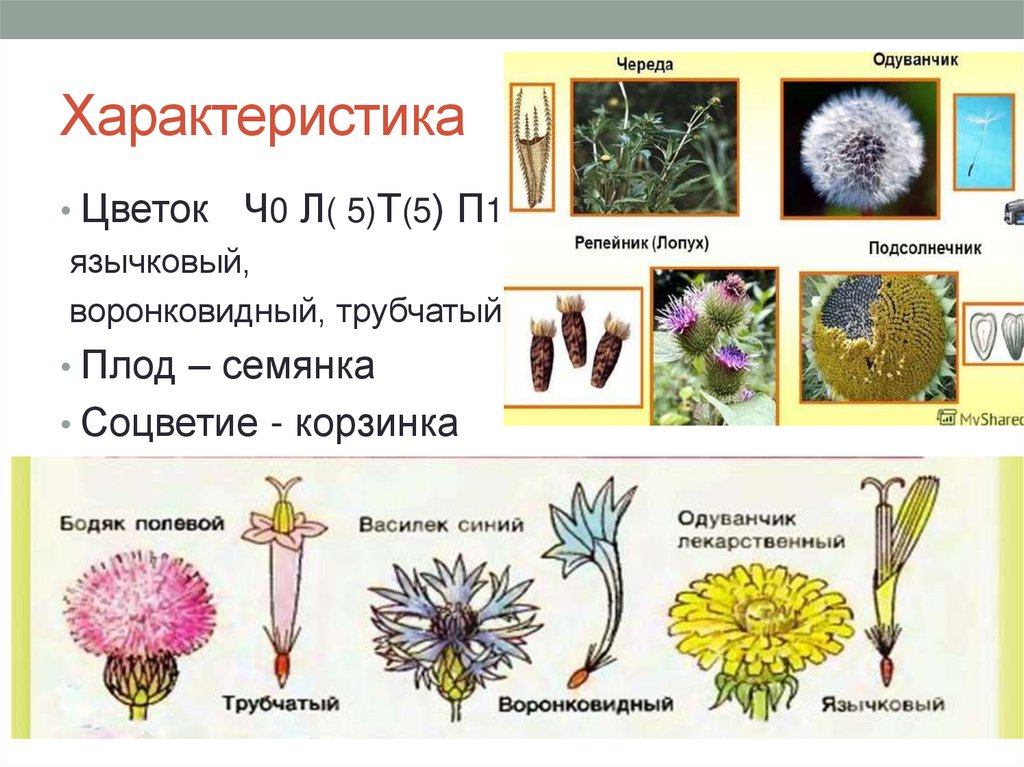 Характеристика