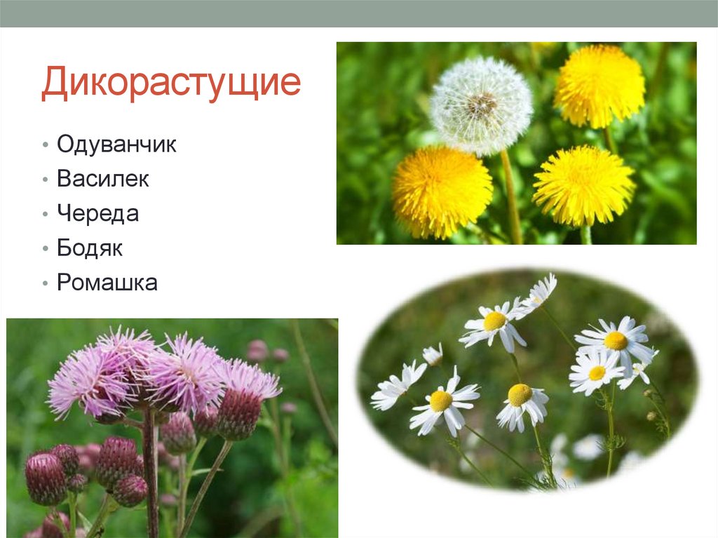 Дикорастущие