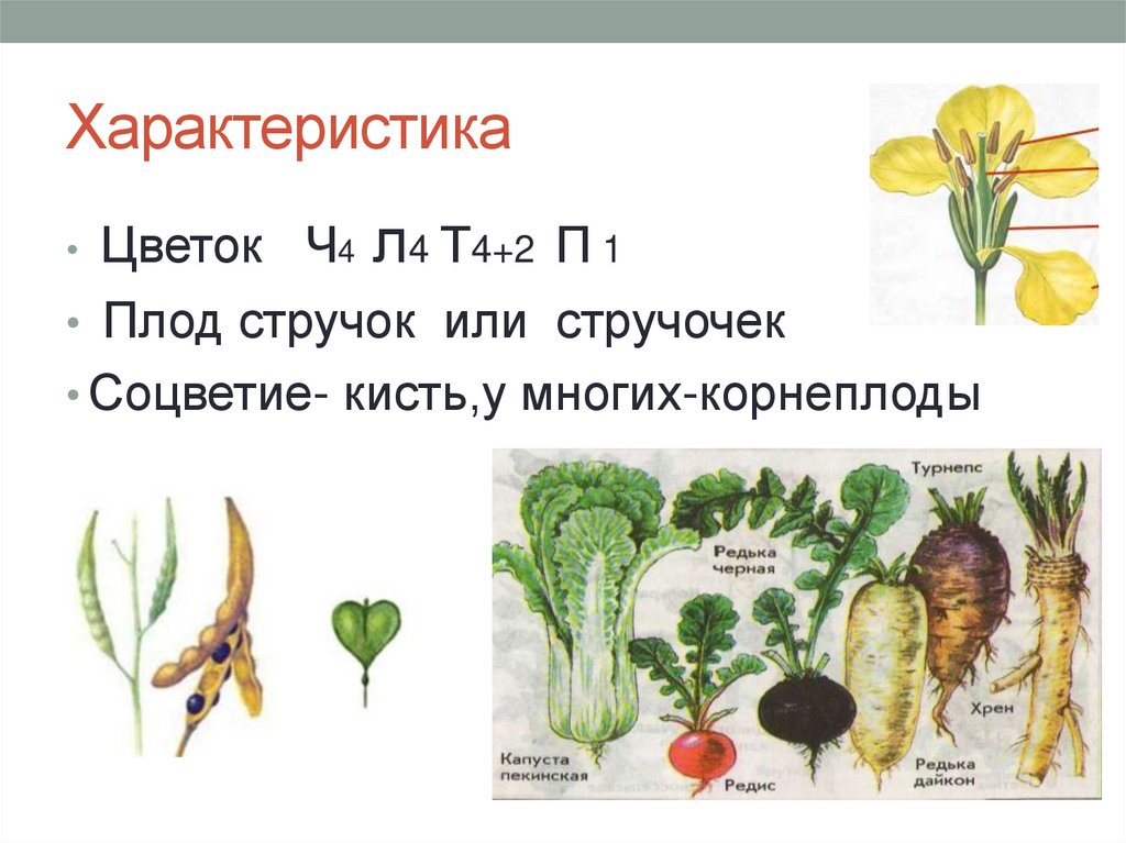 Характеристика