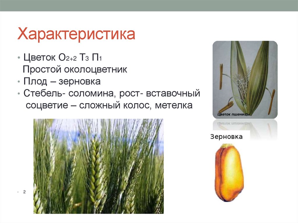 Характеристика