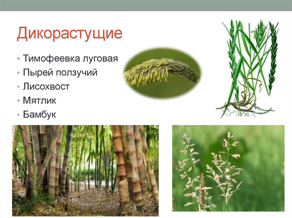 Дикорастущие