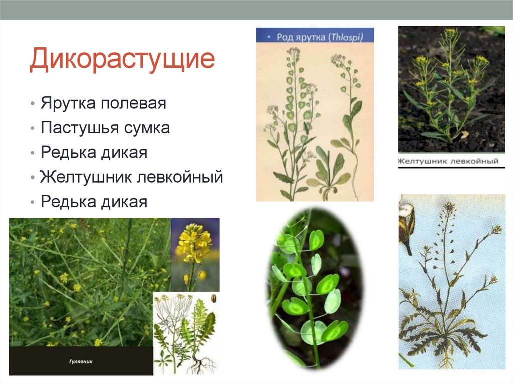 Дикорастущие