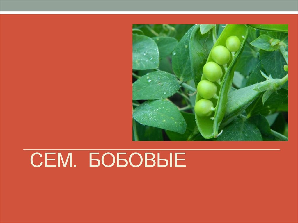 СЕМ. Бобовые