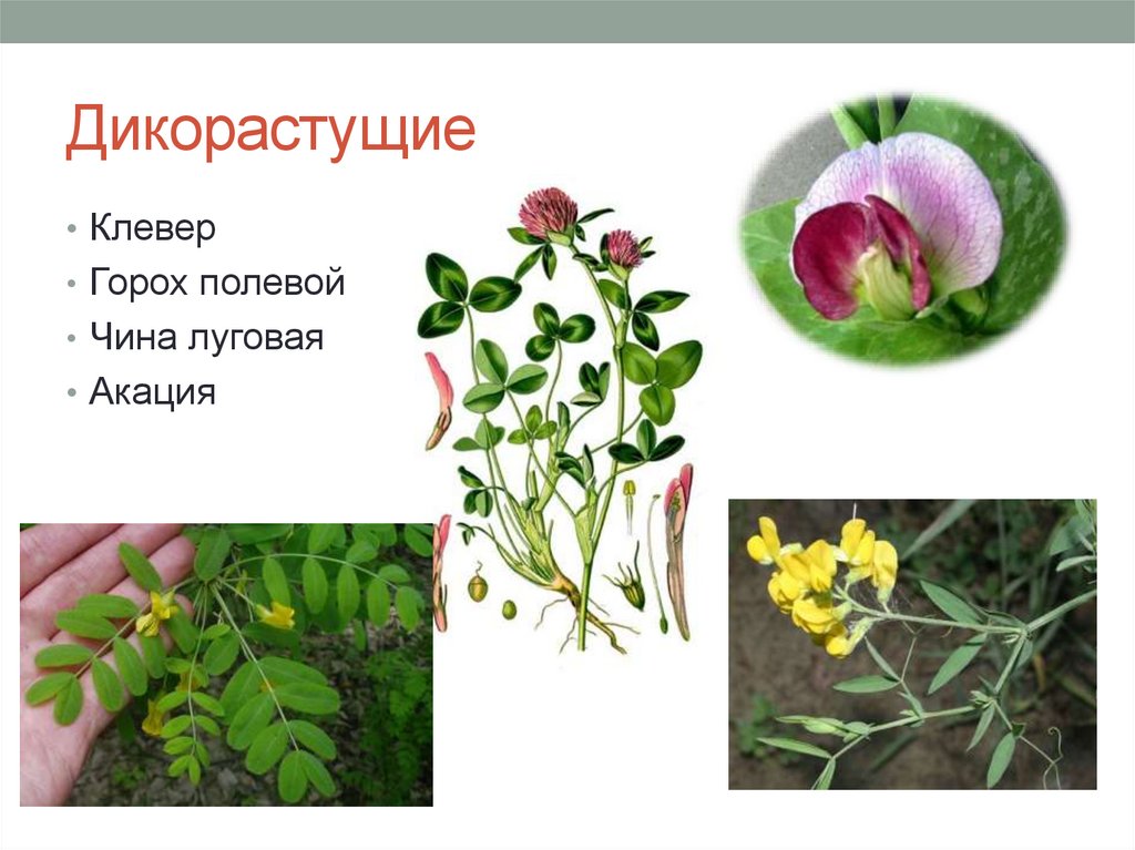 дикорастущие растения класса двудольные. опыление сложноцветных. двудольные дикорастущие травы. дикорастущие крестоцветные растения. дикорастущие растения класса двудольные.