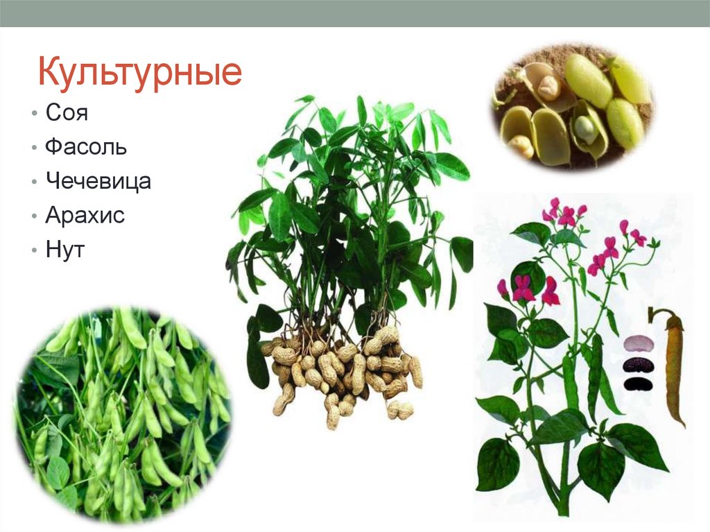 Культурные