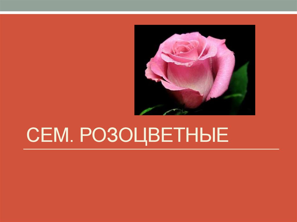 Сем. розоцветные