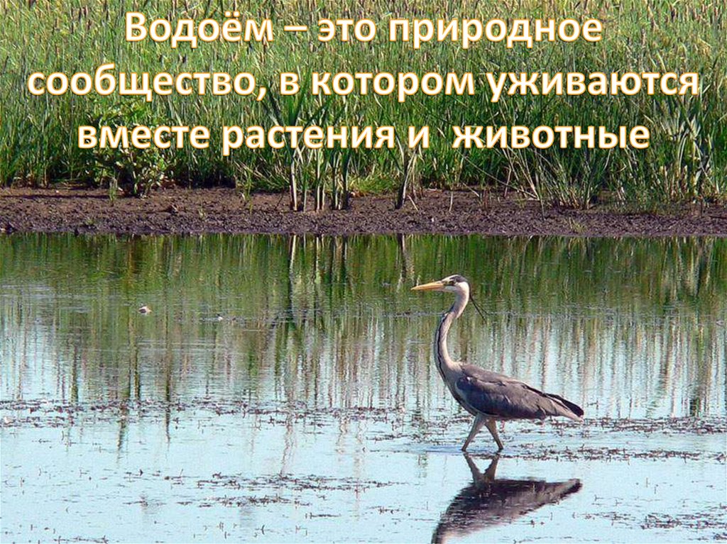 3 водоема. Природное сообщество водоем. Сообщество водоем 3 класс. Природное сообщество водоем 3 класс. Рассказ о природном сообществе водоем.