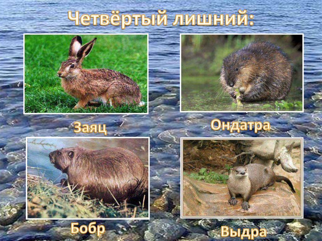 Четвёртый лишний: