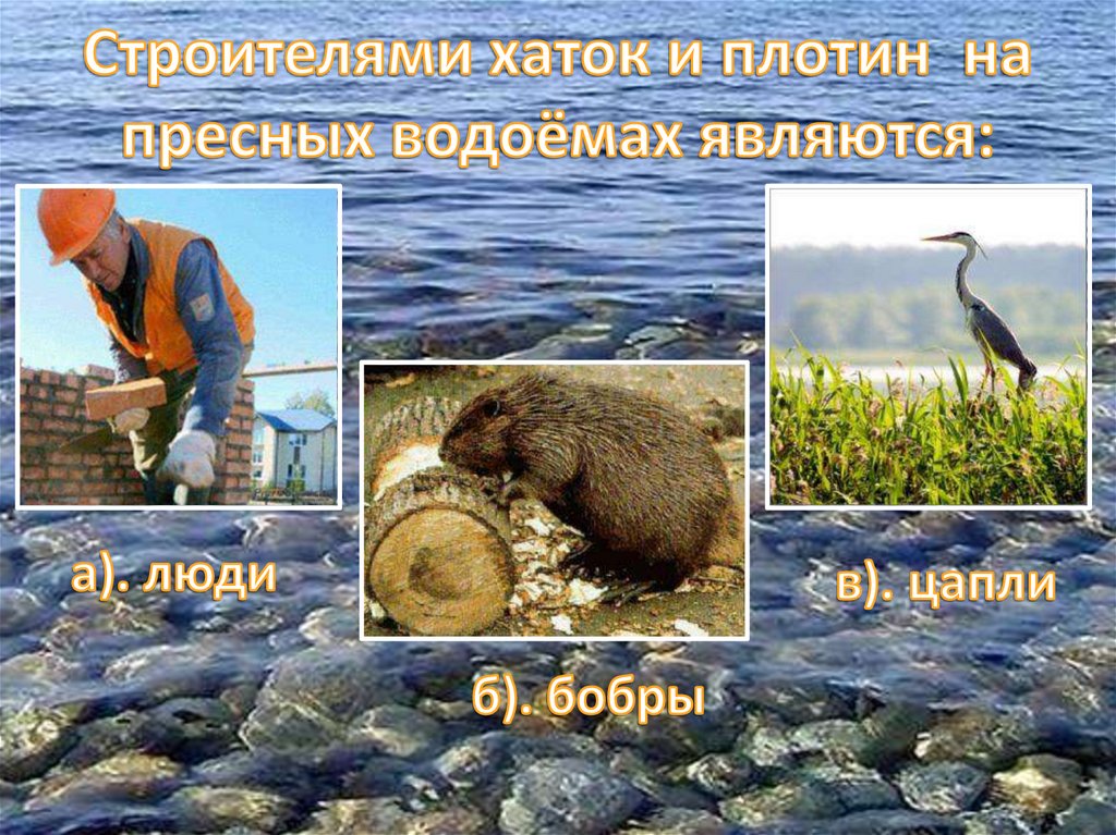 Строителями хаток и плотин на пресных водоёмах являются: