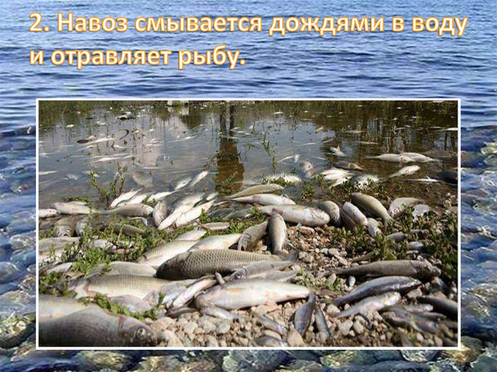 2. Навоз смывается дождями в воду и отравляет рыбу.