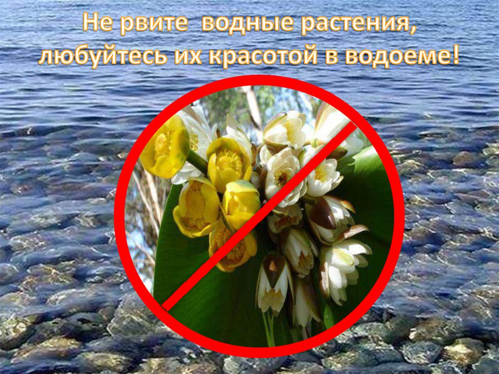 Не рвите водные растения, любуйтесь их красотой в водоеме!