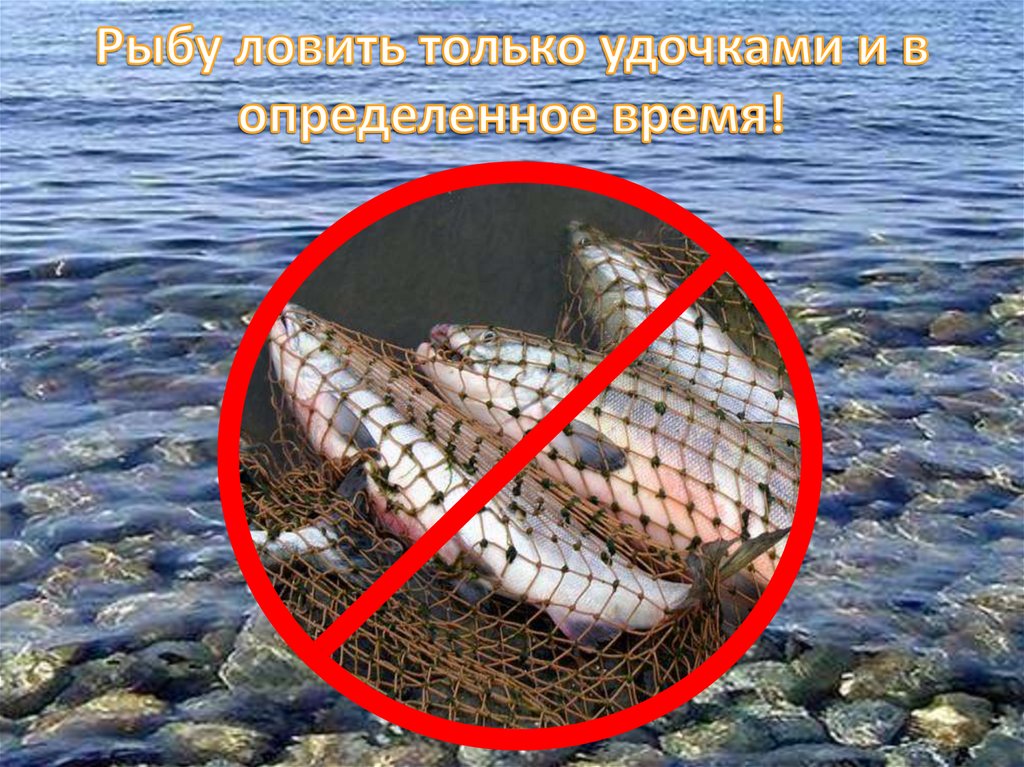 Рыбу ловить только удочками и в определенное время!
