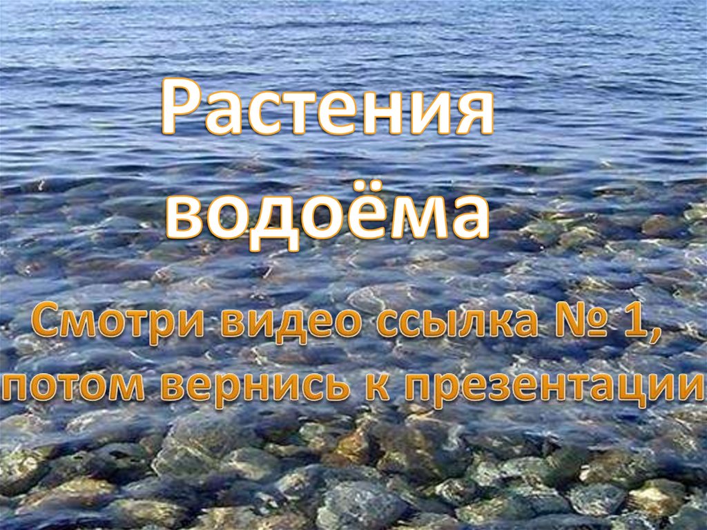 Растения водоёма