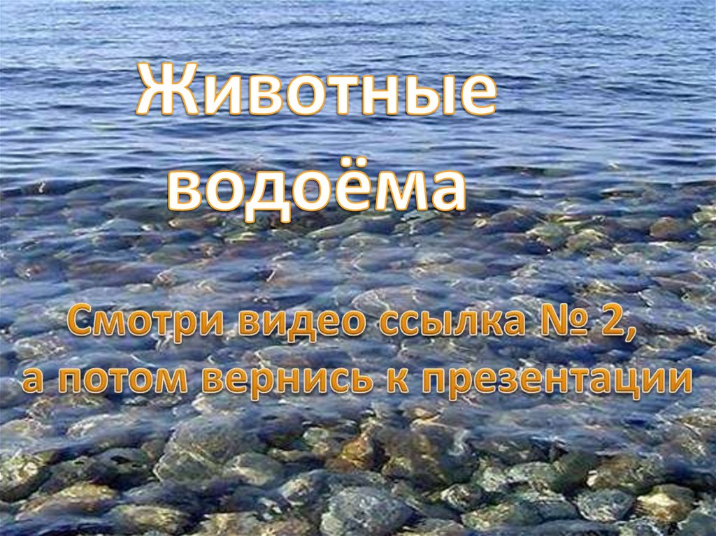 Животные водоёма