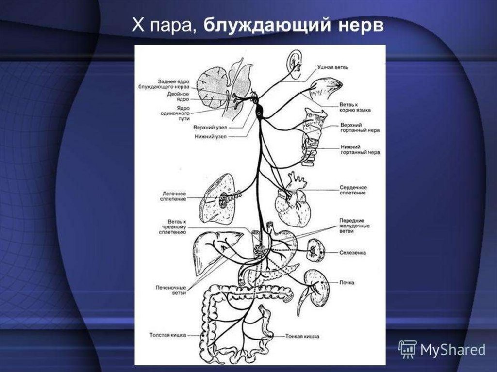 Блуждающий нерв анатомия схема