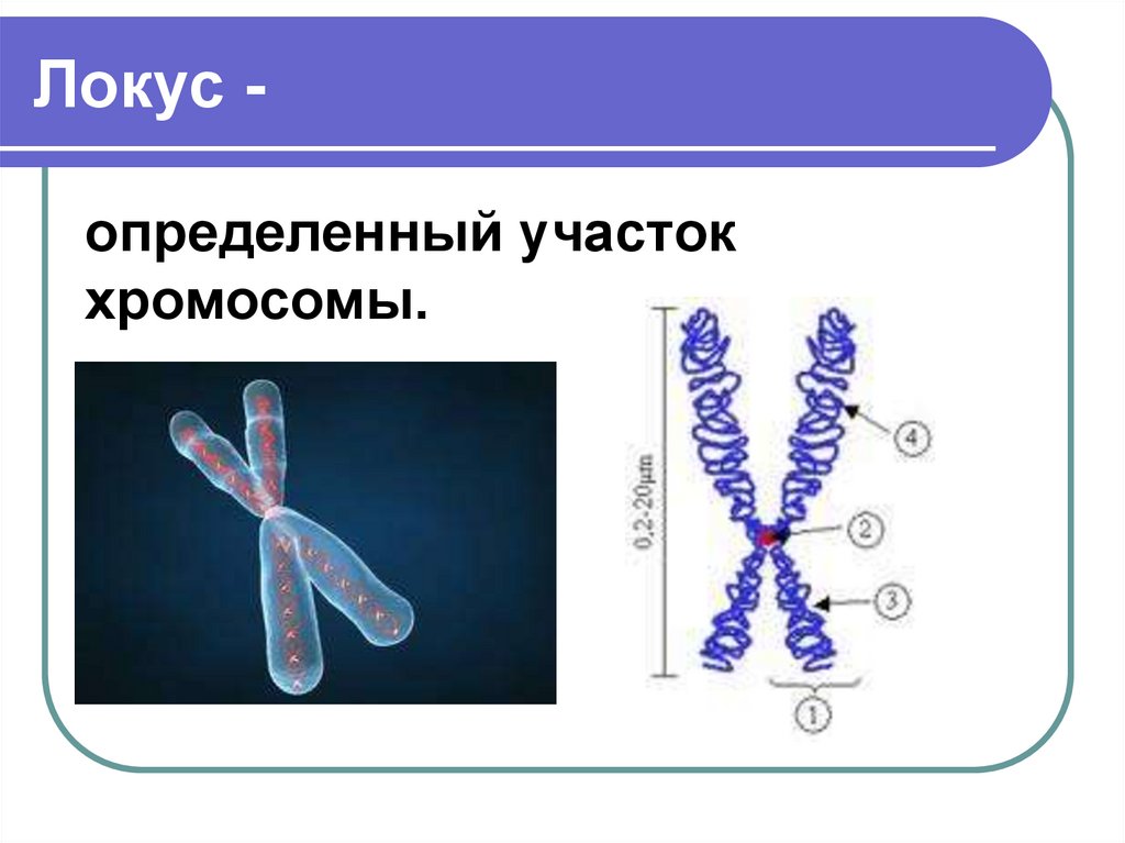 Хромосомы определяют окраску растения. Что такое Локус участок хромосомы. Локусы хромосом. Генетический Локус. Основные понятия генетики.