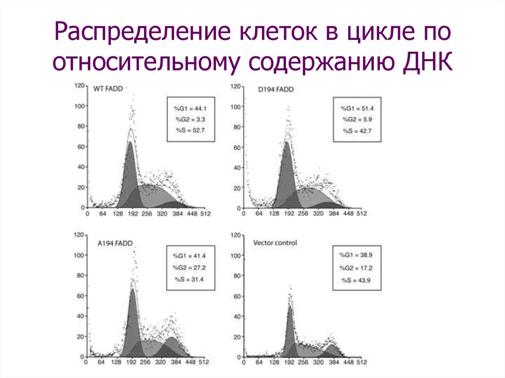 Распределение клеток. Распределение клеток по содержанию ДНК. Распределение ДНК В клеточном цикле.. Распределение клеток по содержанию ДНК В клеточном цикле. Содержание в клетке ДНК.