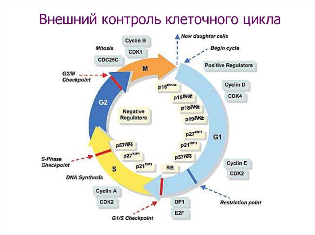 Второй цикл. Белки регуляторы клеточного цикла. Регуляция клеточного цикла таблица. Механизм регуляции клеточного цикла. Гены контроля клеточного цикла.