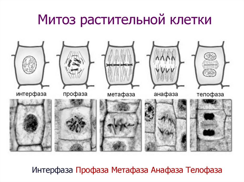 Деление животной клетки. Кариокинез растительных клеток. Деление растительной клетки митоз схема. Митоз растительной клетки гистология. Митоз растительной клетки схема.