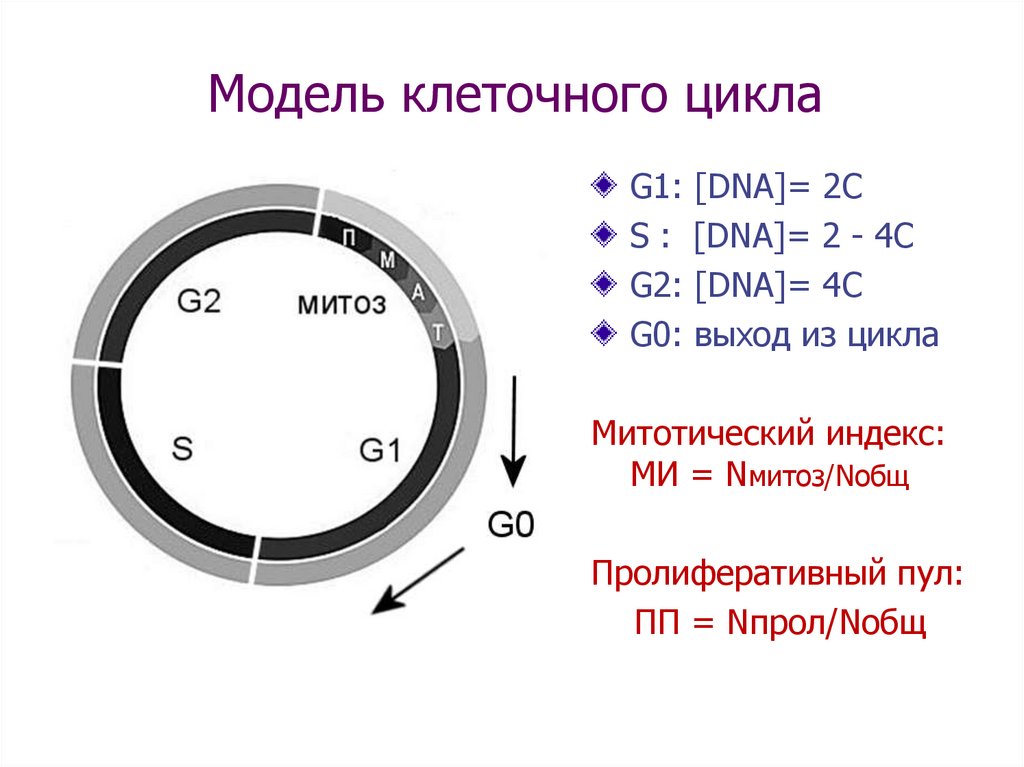 Схемы клеточного цикла