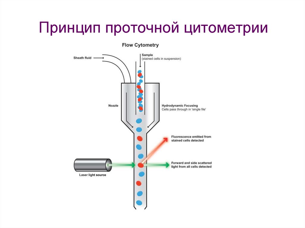 Принцип работы метода. Проточная цитофлуориметрия принцип метода. Проточная цитометрия принцип метода. Лазерная Проточная цитометрия принципы метода. Проточный цитометр строение.