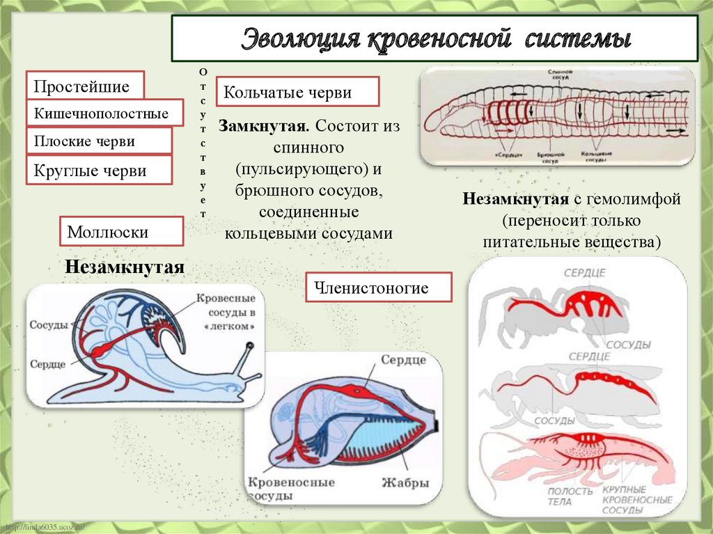 Таблица типы кровеносных систем незамкнутая. Кровеносная система плоских червей биология 7 класс. Кровеносная система кольчатых червей. Эволюция кровеносной системы у беспозвоночных животных таблица. Кровеносная система система кольчатых червей.