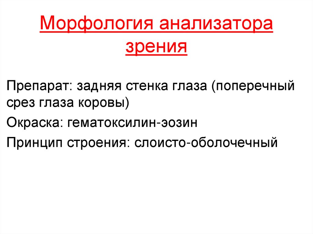 Вопросы по зрительному анализатору